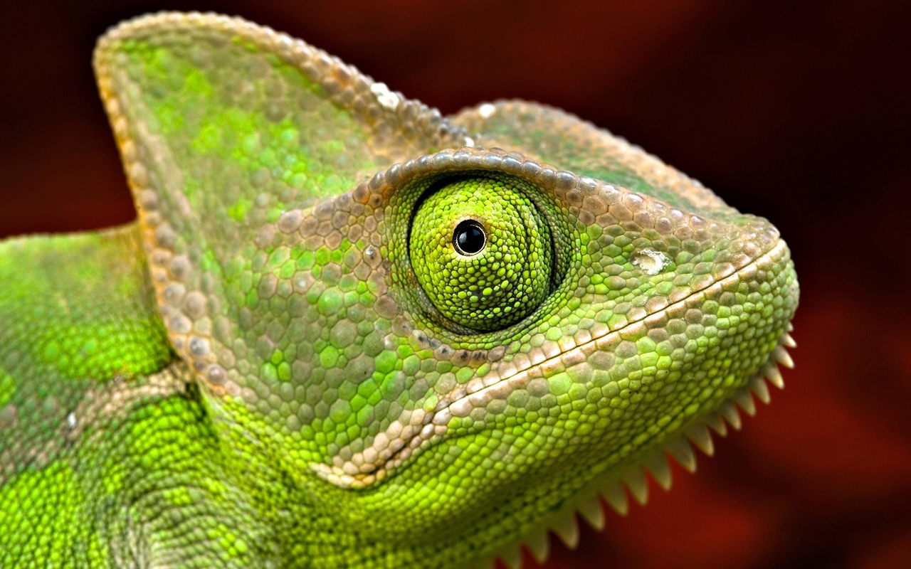 Картинка: Хамелеон, глаз, чешуя, кожа, зелёный