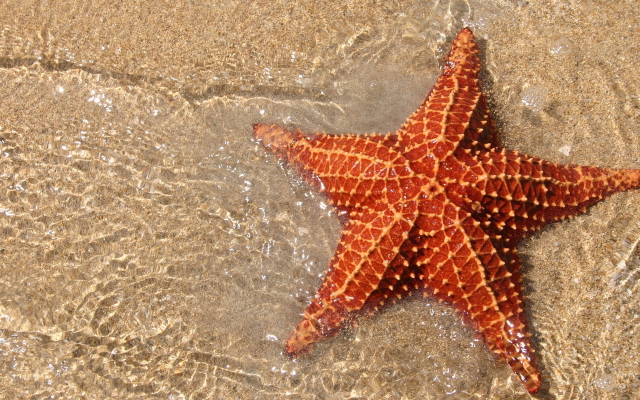 Картинка: Морская звезда, иголки, вода, песок