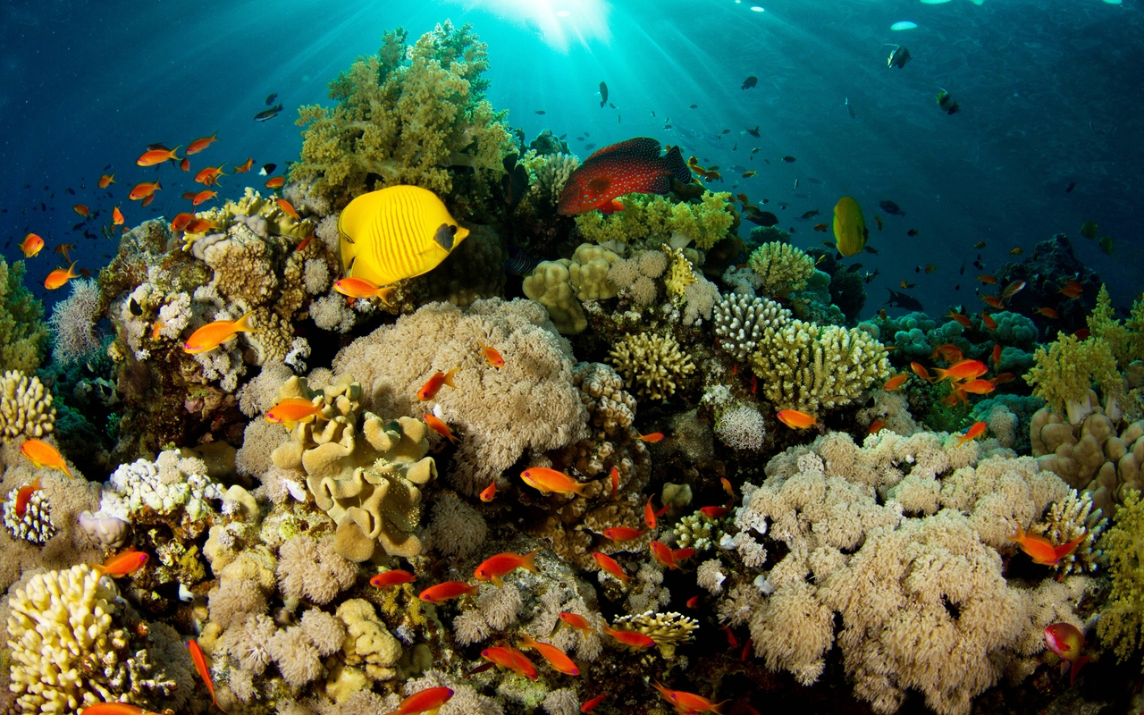 Image: Underwater, fish, coral, reef, surface, rays