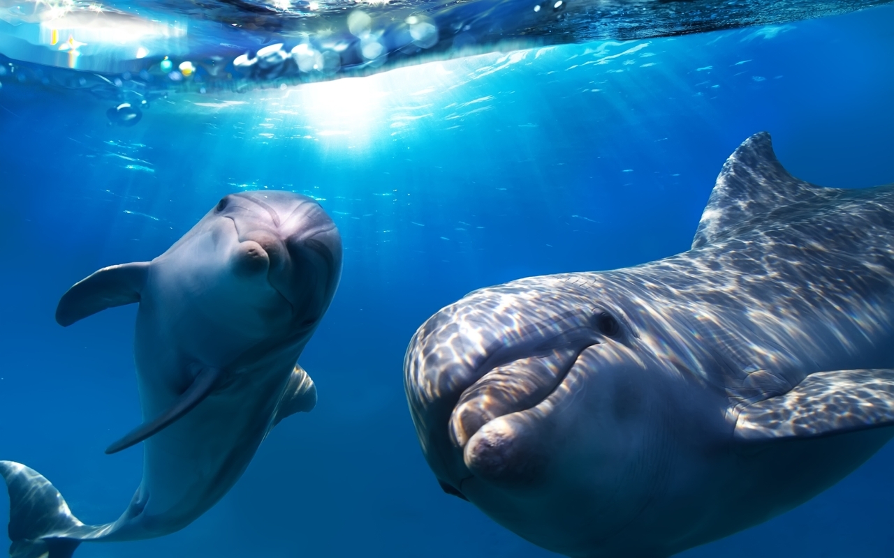 Image: Dolphins, fins, smile, eyes, look, water, light