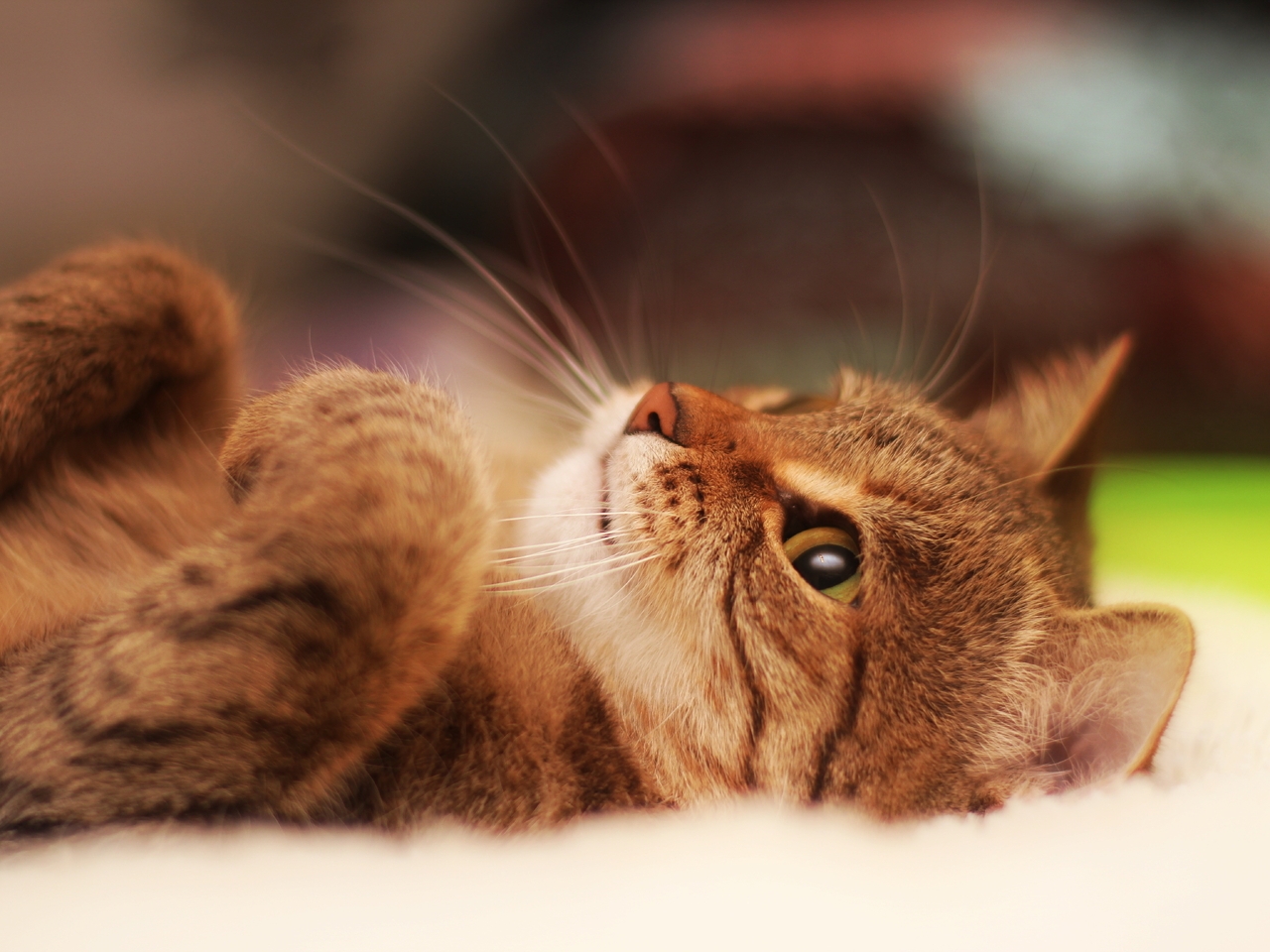Image: Kitten, lying, paws, whiskers, eyes