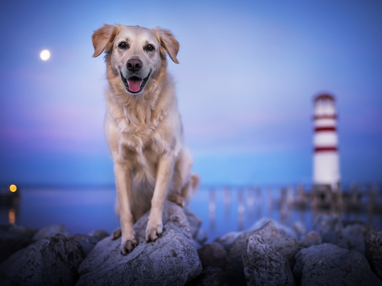 Картинка: Собака, камни, море, маяк, вечер, луна