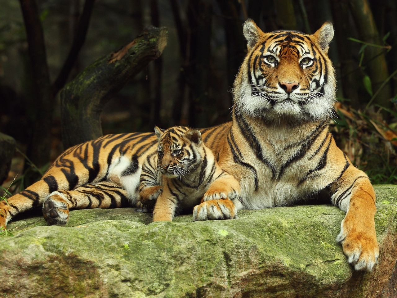 Картинка: Кошки, хищник, тигр, детёныш, отдыхают, камень, зелень