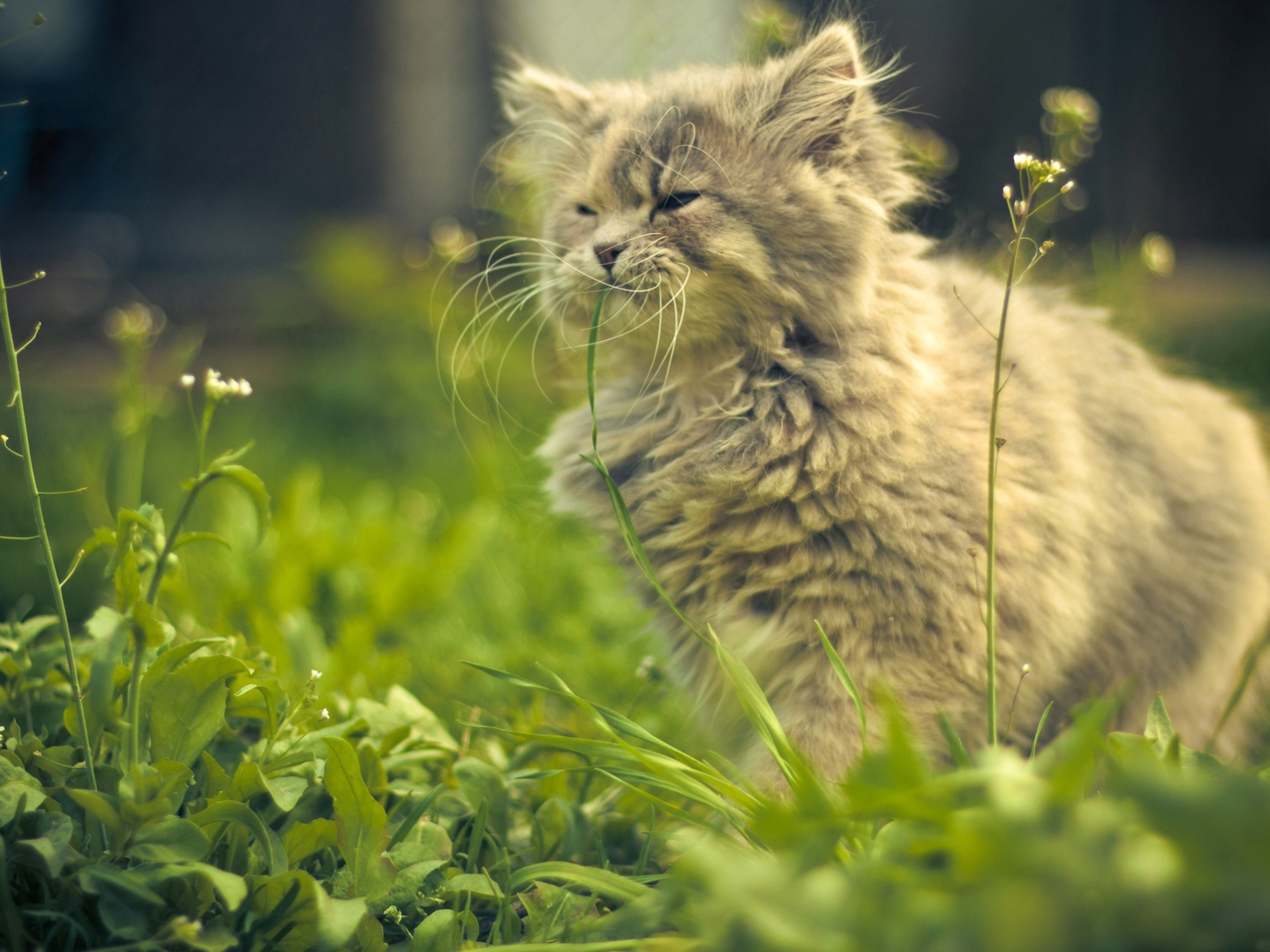 Картинка: Котёнок, шерсть, усы, трава, лето, день