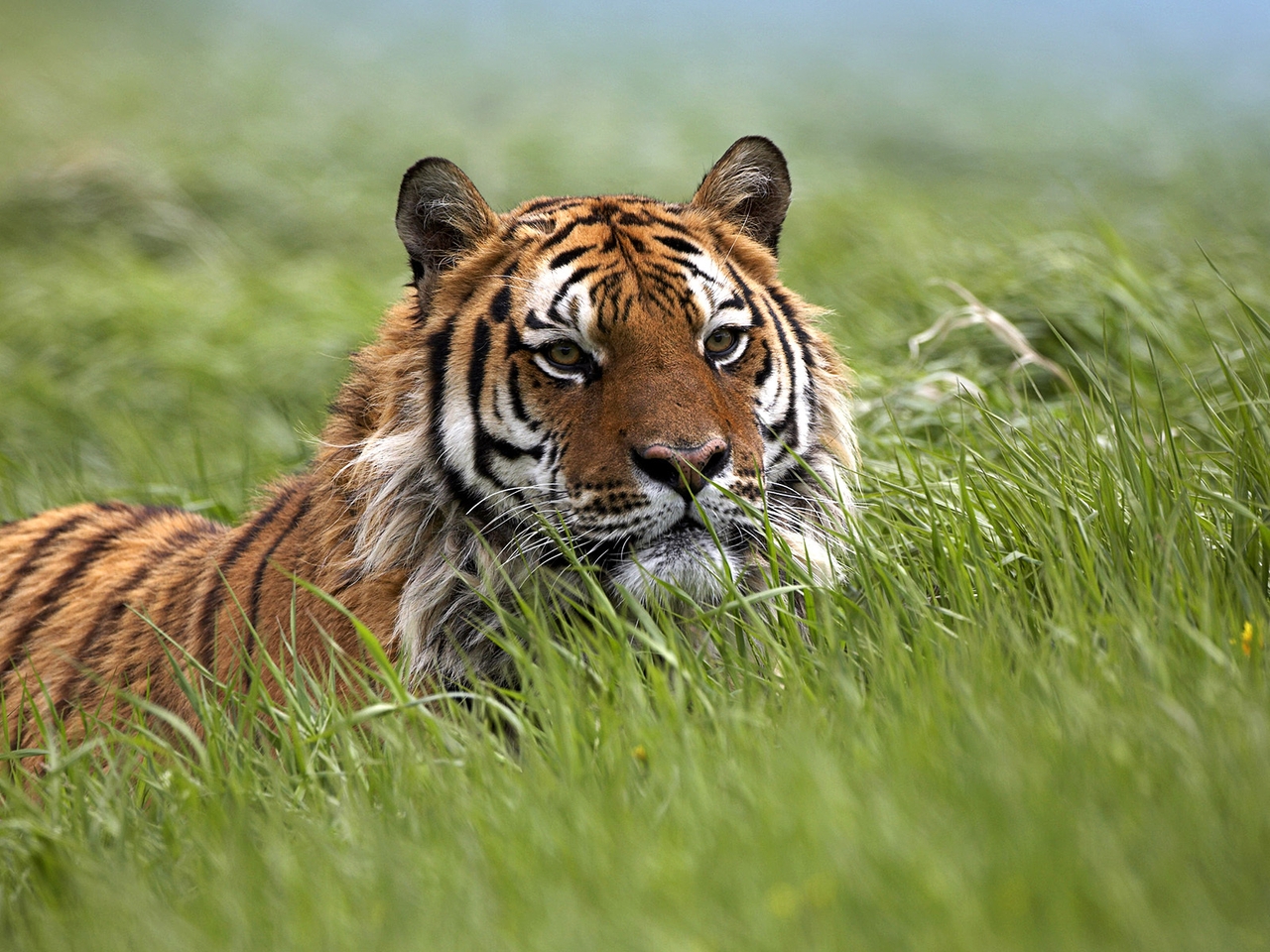 Image: tiger, grass, lies, summer