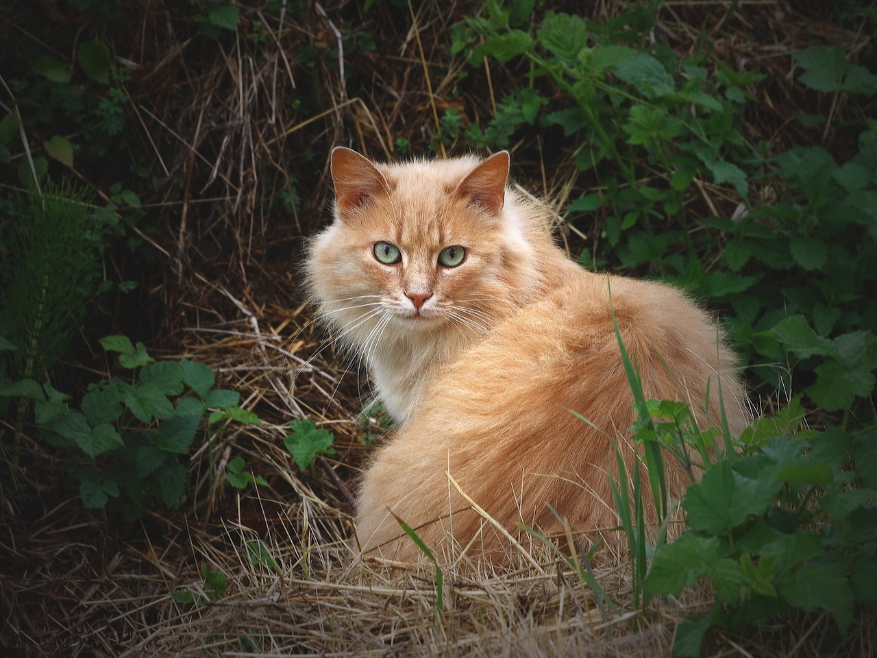Рыжая Пушистая Кошка Фото