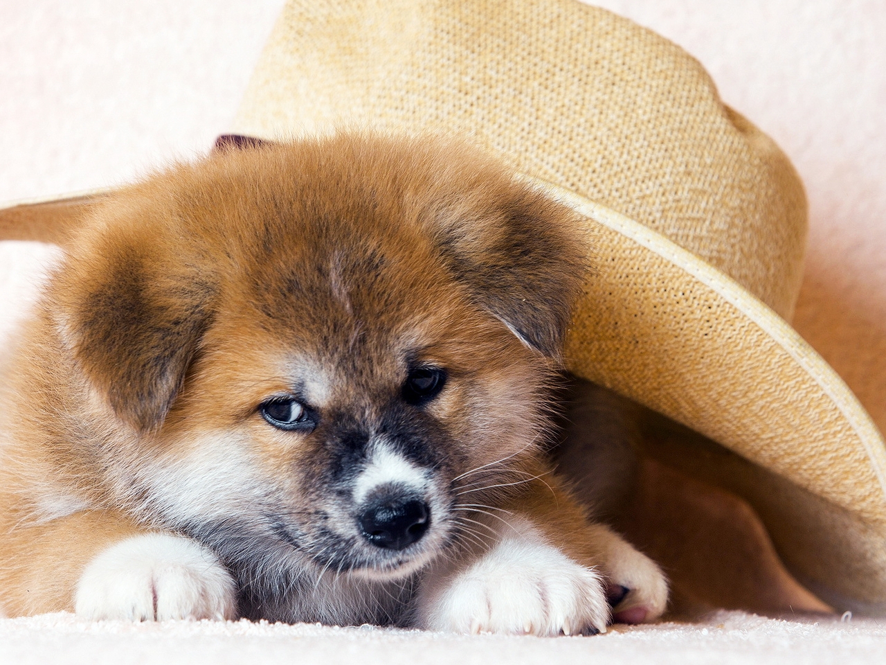 Image: Puppy, hat, face, ears, nose, eyes, paws, fur, Wallpaper