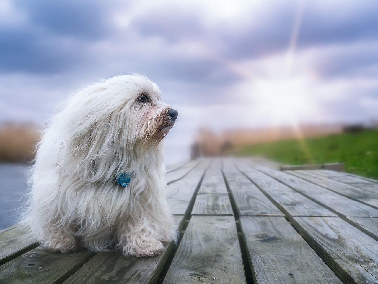 Image: Dog, white, little, profile, long hair, sun, river, pier