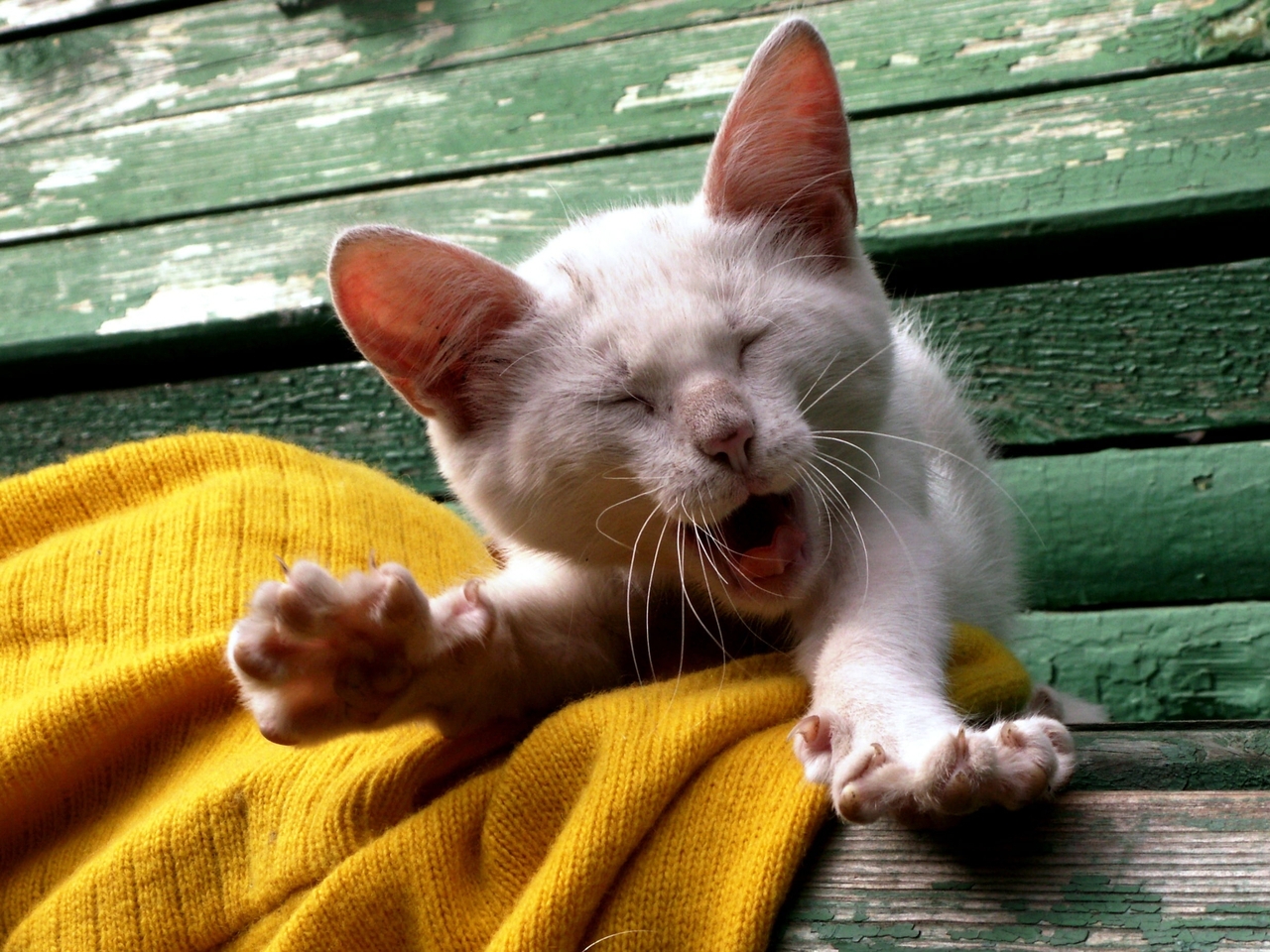Картинка: Кошка, котёнок, белый, зевает, потягивается