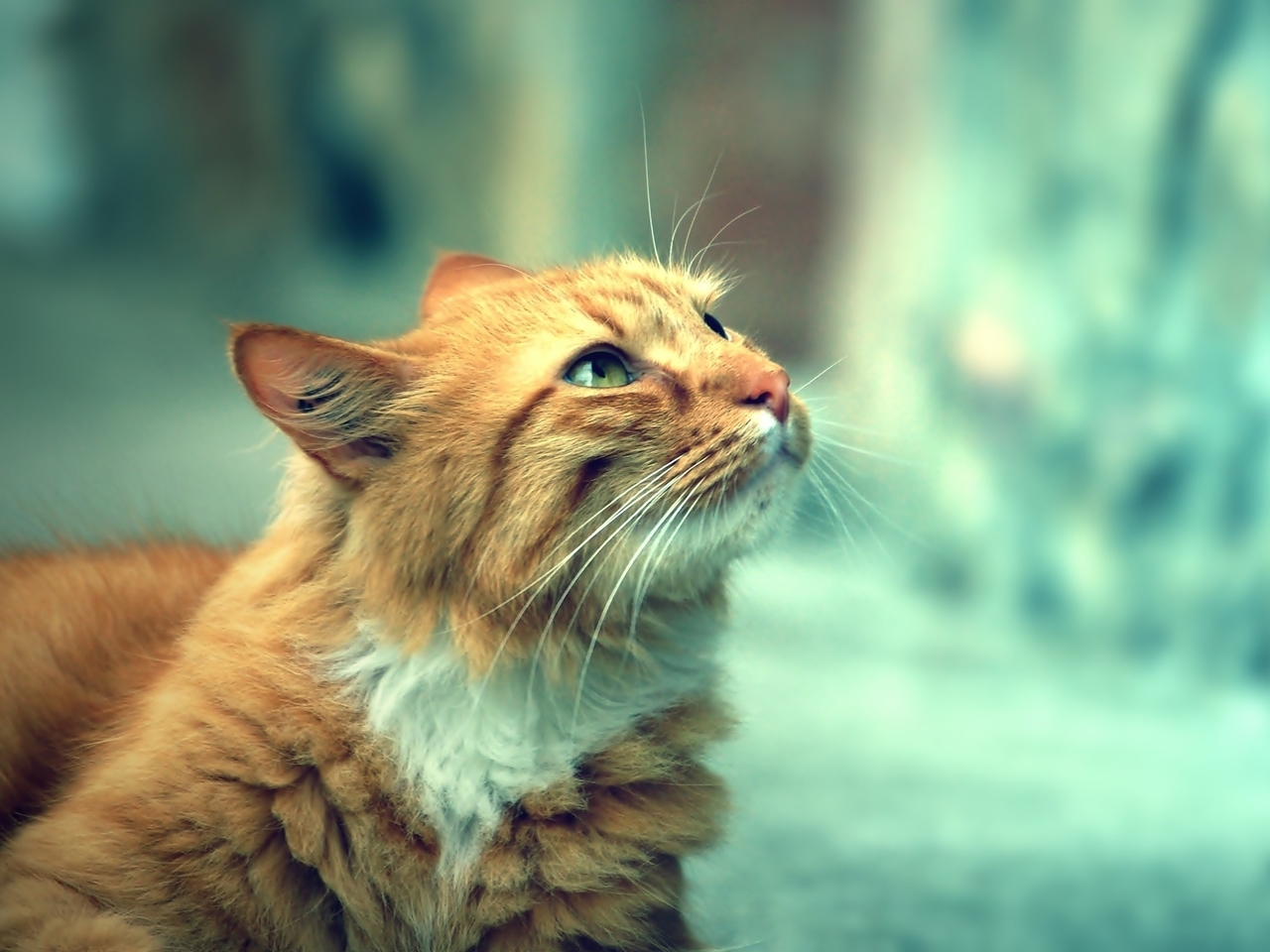 Image: Cat, red, looks, blur