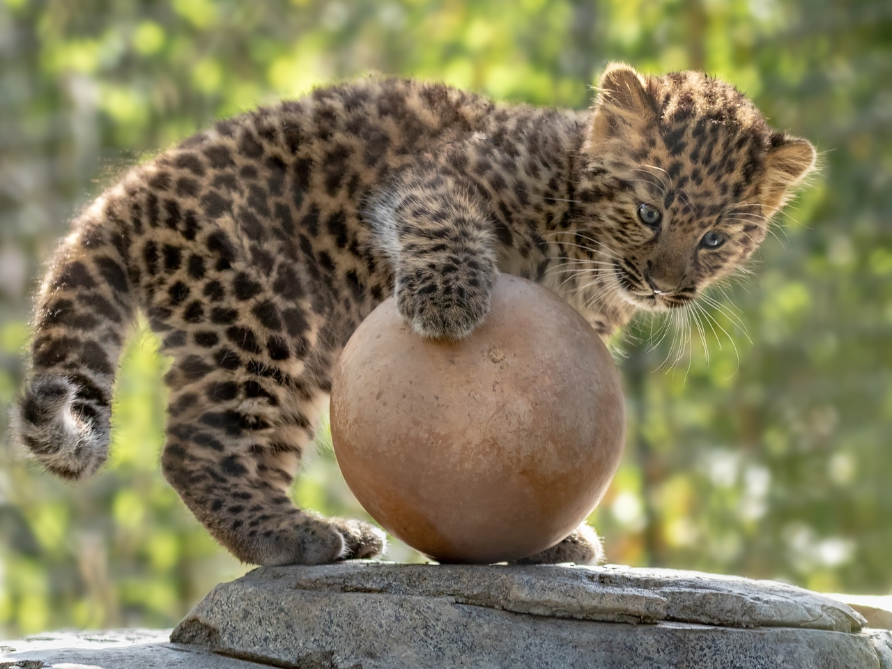 Картинка: Леопард, детёныш, малыш, хищник, пятна, шар, каменный