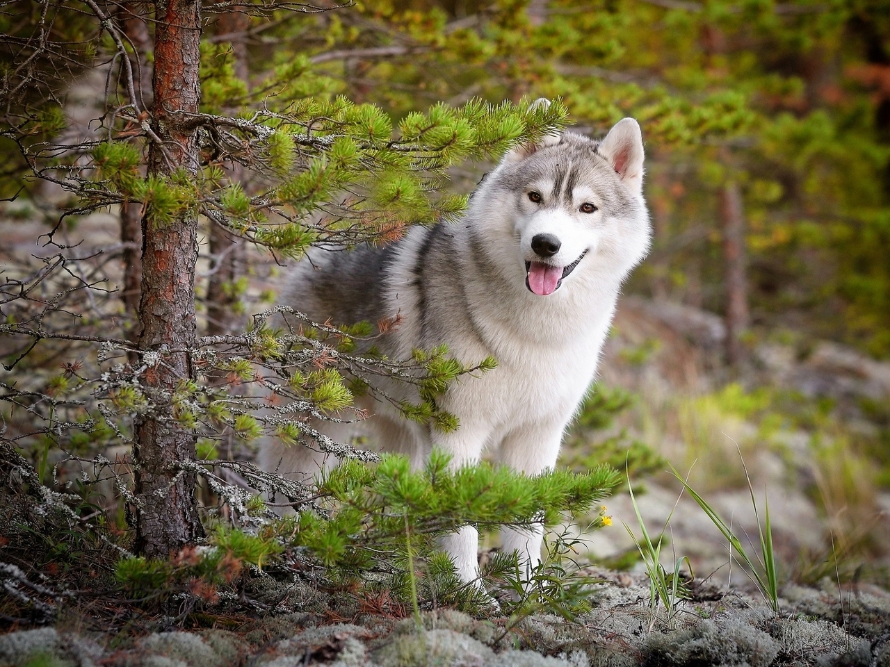 Картинка: Собака, Хаски, лес, природа, тайга, хвоя