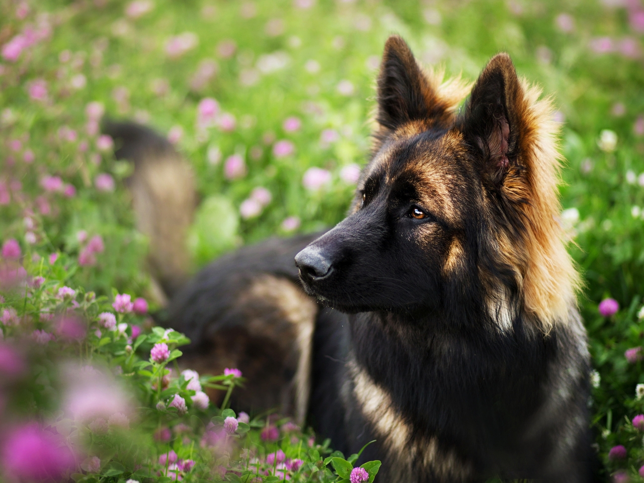 Картинка: Собака, морда, лежит, поле, цветы