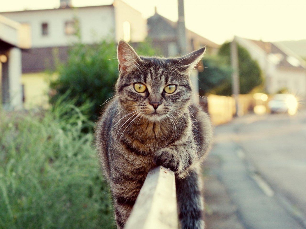 Картинка: Кошка, котик, лежит, забор, улица
