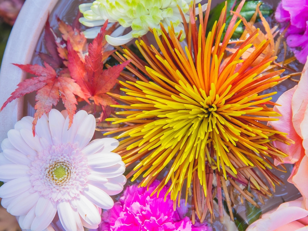Картинка: Цветы, листья, горшок, вода