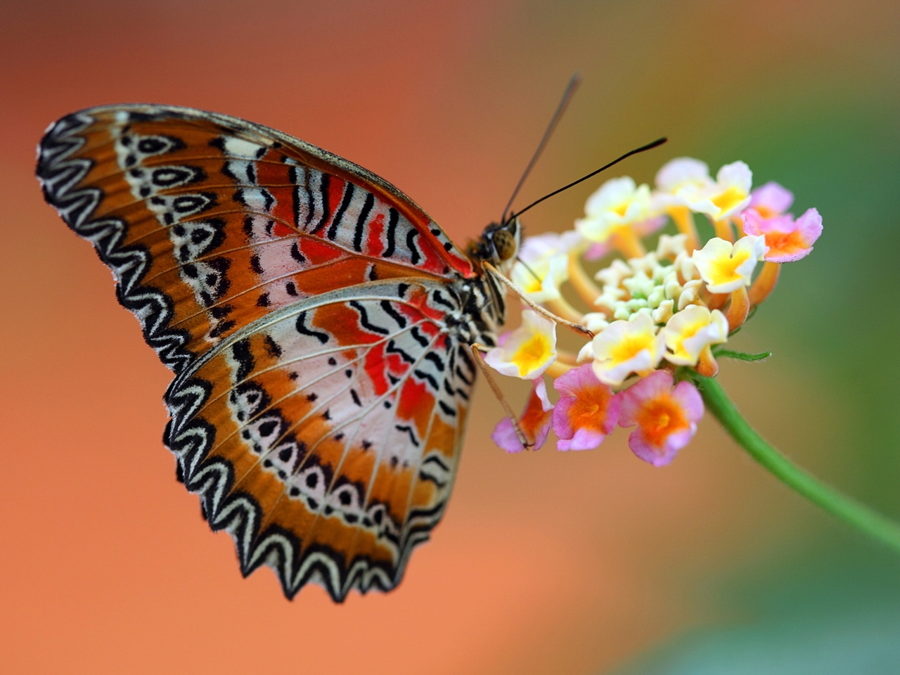 Картинка: Бабочка, крылья, окрас, яркий, цветок, размытый, фон