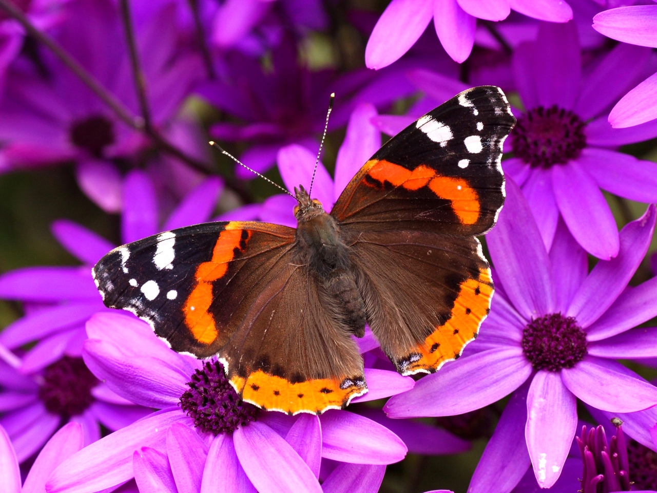 Картинка: бабочка, фиолетовые цветы, красивая природа
