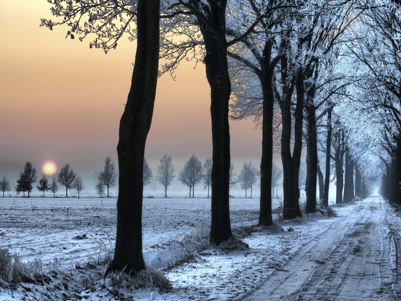 Image: nature, winter, trees, road, sunset, sun, forest