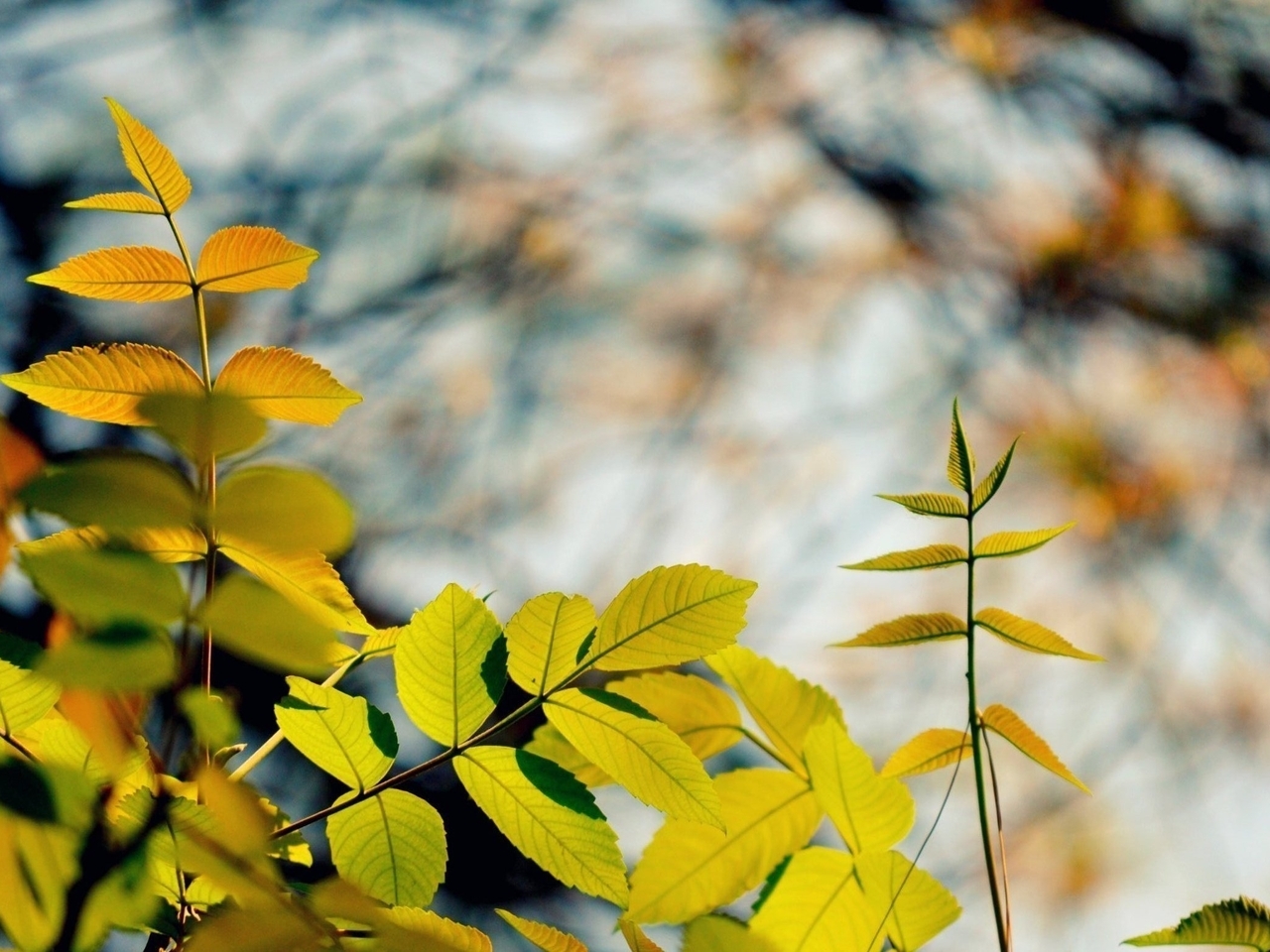Картинка: Листья, ветки, размытый фон