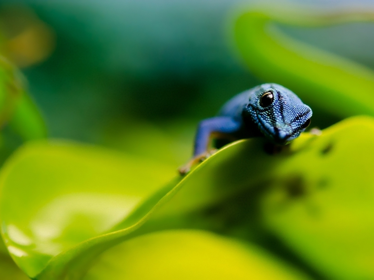 Image: Lizard, creepy, blue Gecko, leaves, looking
