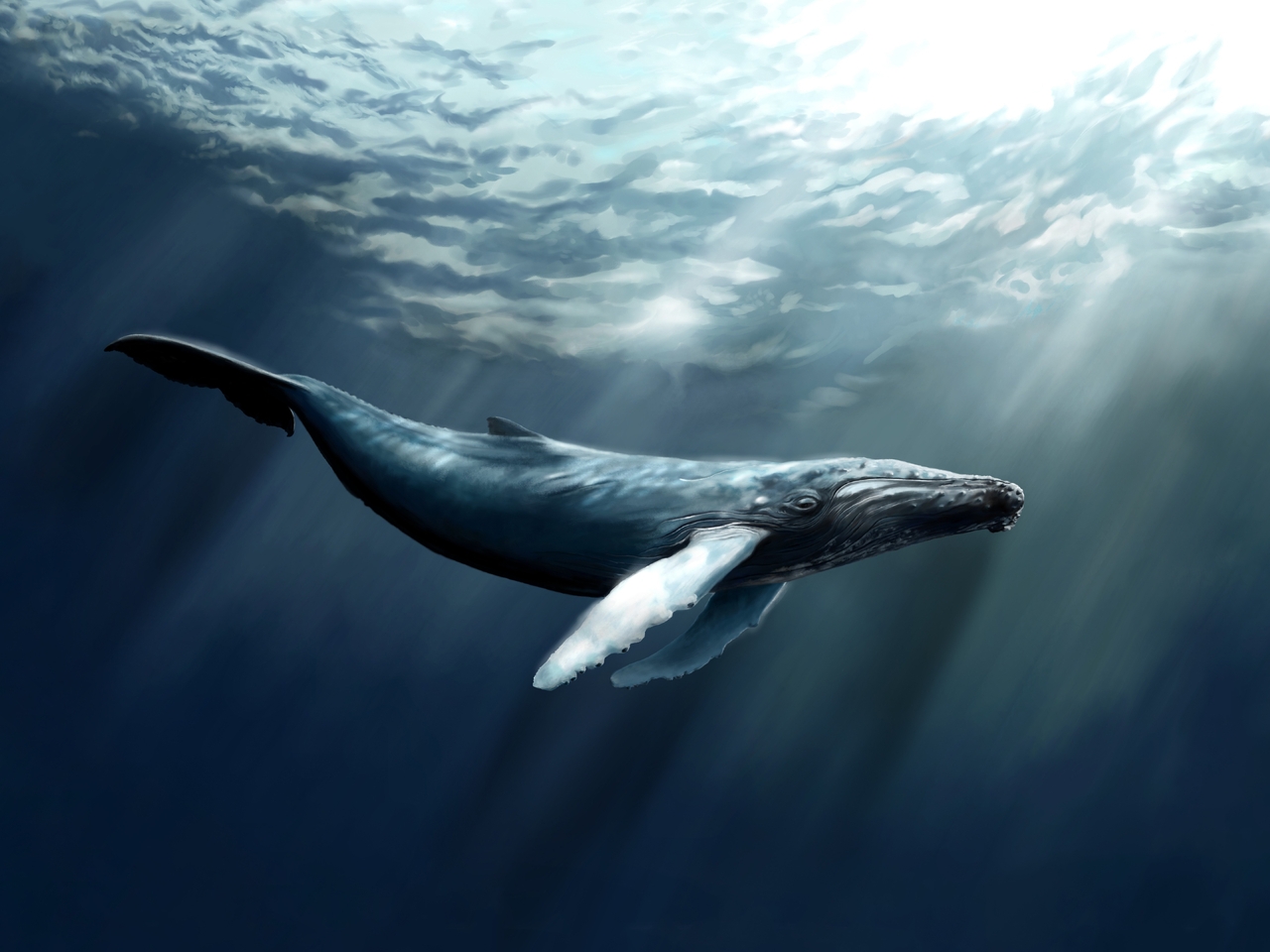 Image: Whale, humpback, ocean, surface, tail, huge