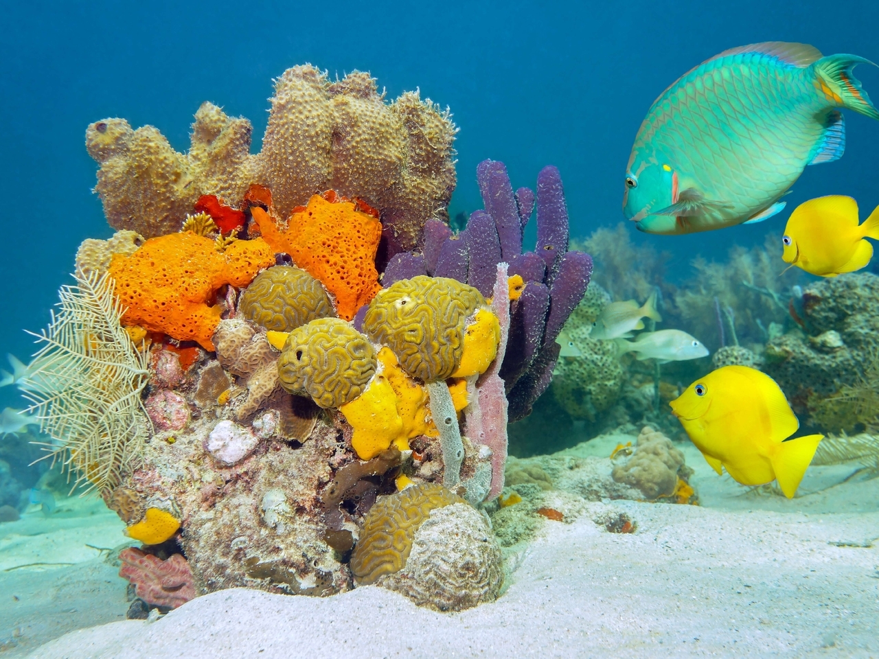Image: Fish, corals, flora and fauna
