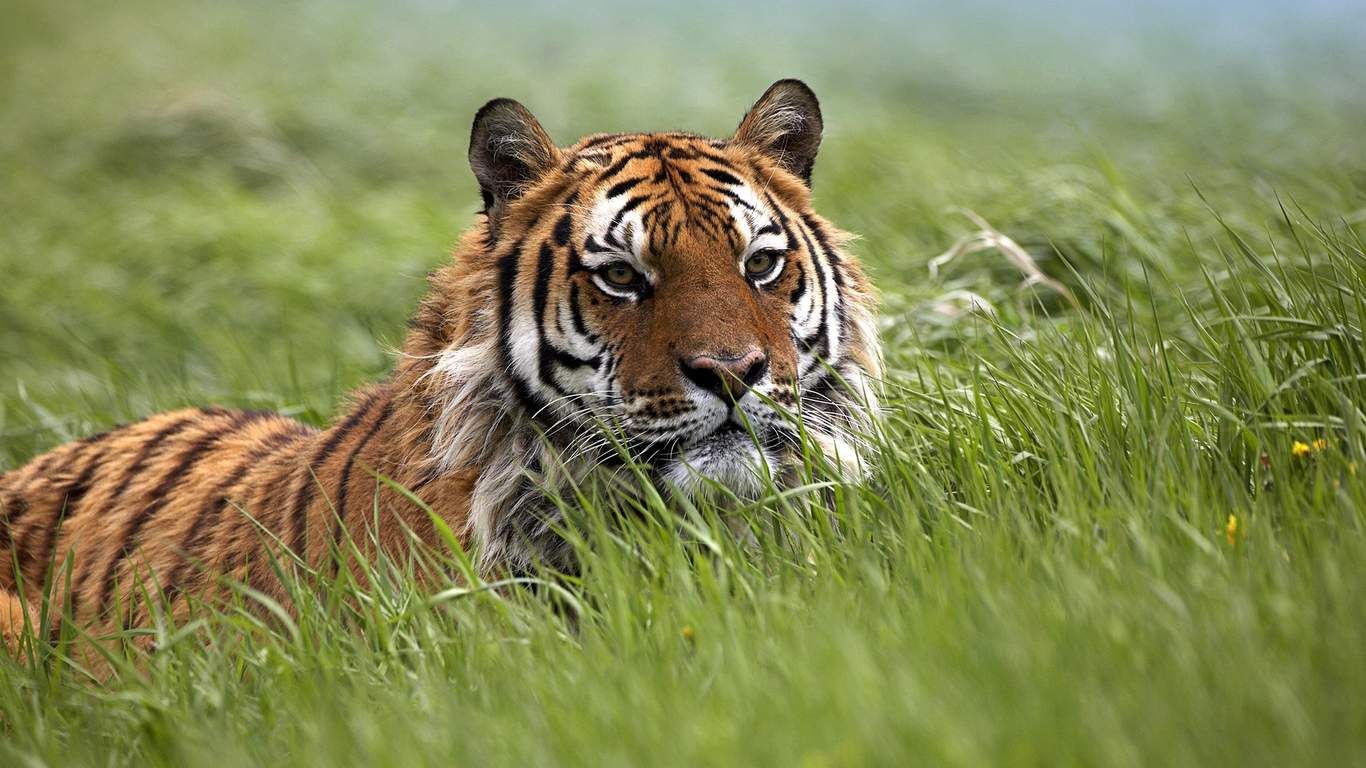 Картинка: тигр, трава, лежит, лето
