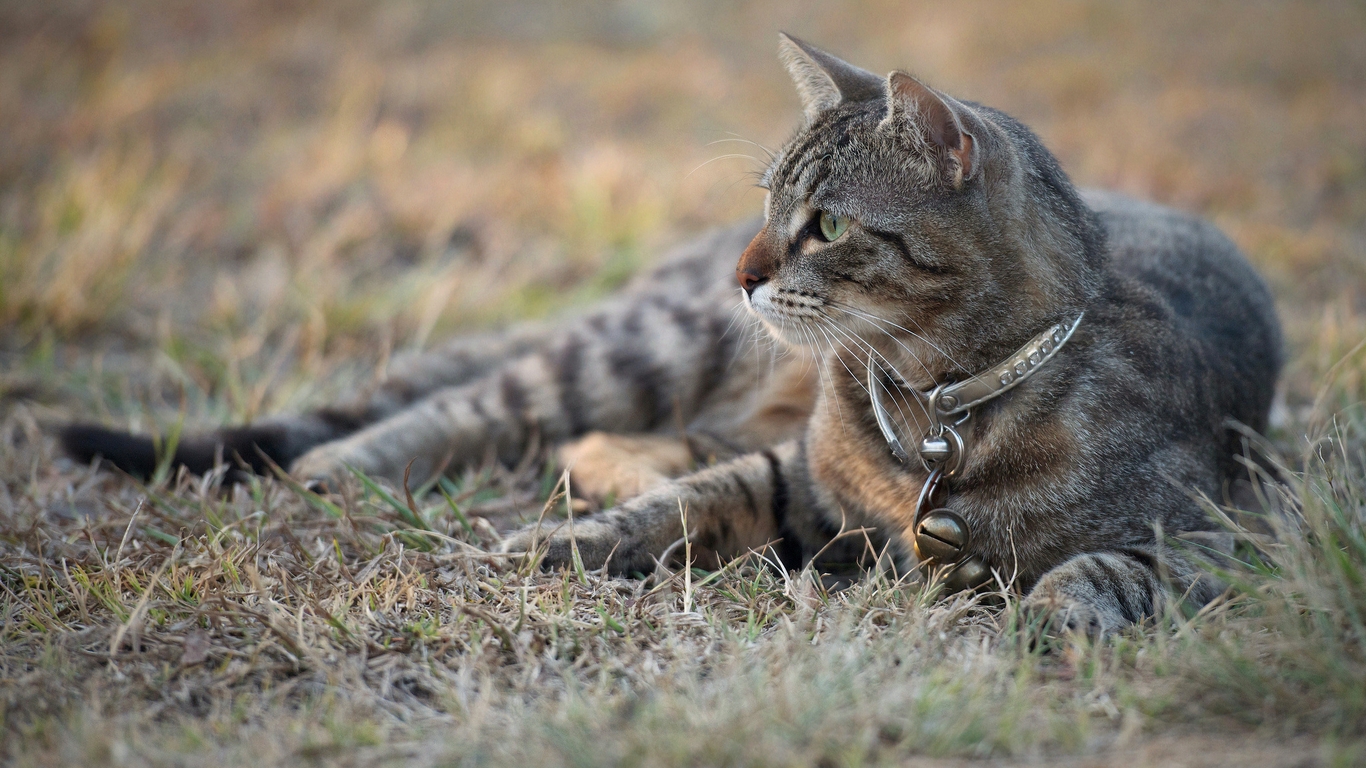 Image: Cat, lying, grass, looking, collar