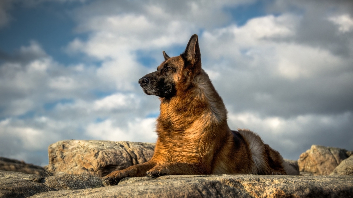 Картинка: Немецкая овчарка, собака, порода, камни, лежит, небо, облака