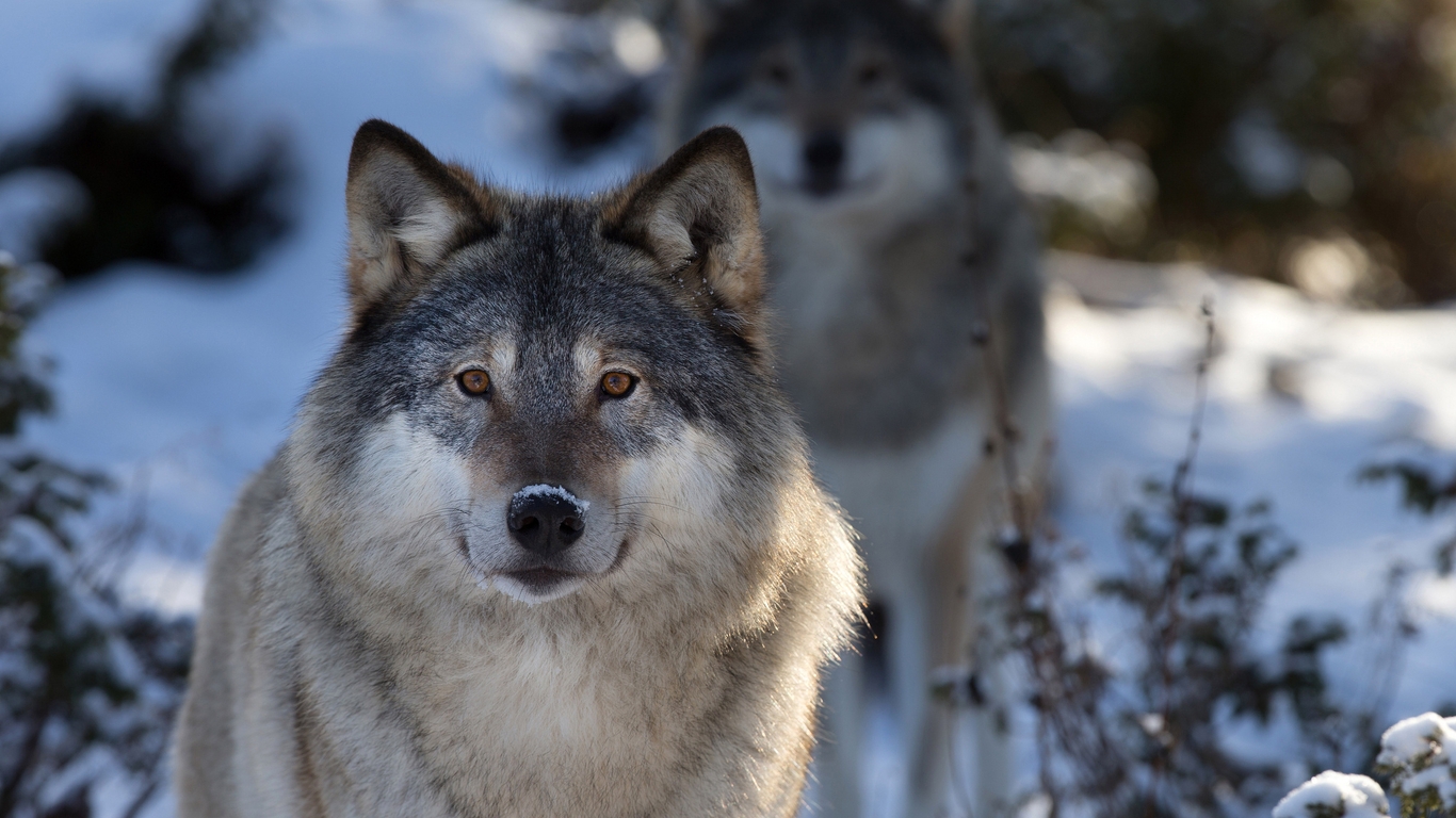 Картинка: Волки, зима, снег, смотрит, нос, уши