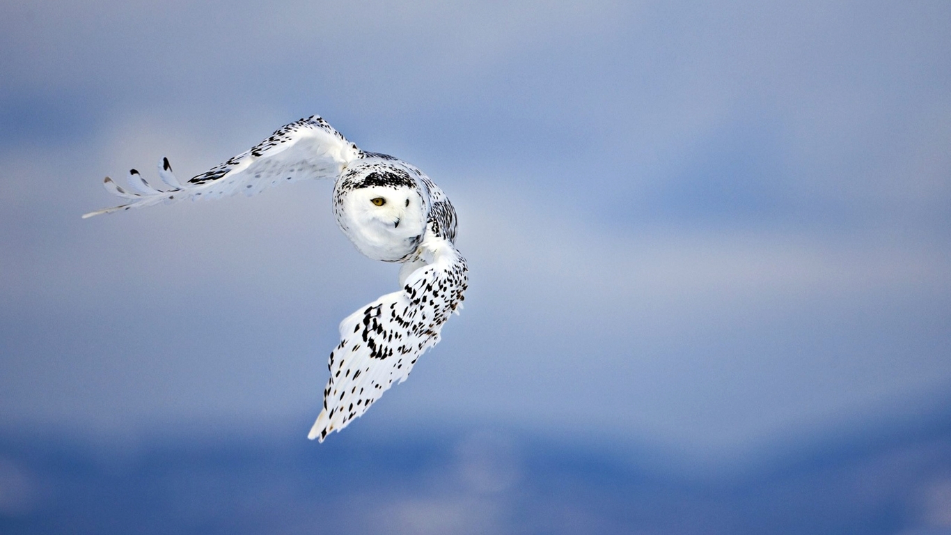Картинка: Сова, полярная, птица, взгляд, хищник, в полёте, белая, пятнистая, в небе, летит, небо