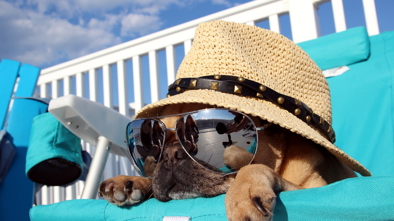 Картинка: Собака, шляпа, очки, отражение, лежит, шезлонг, отдых, небо, облака