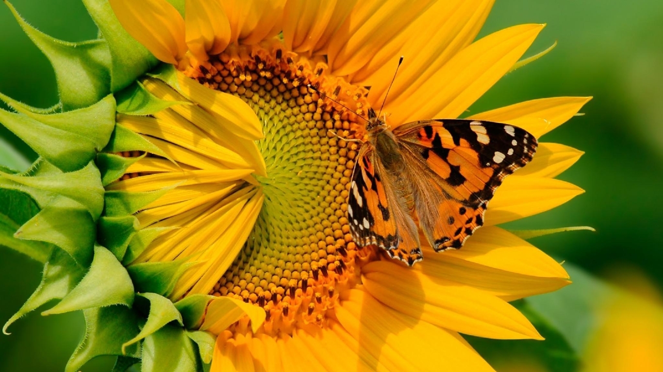 Картинка: Бабочка, сидит, подсолнух, цветок, жёлтый