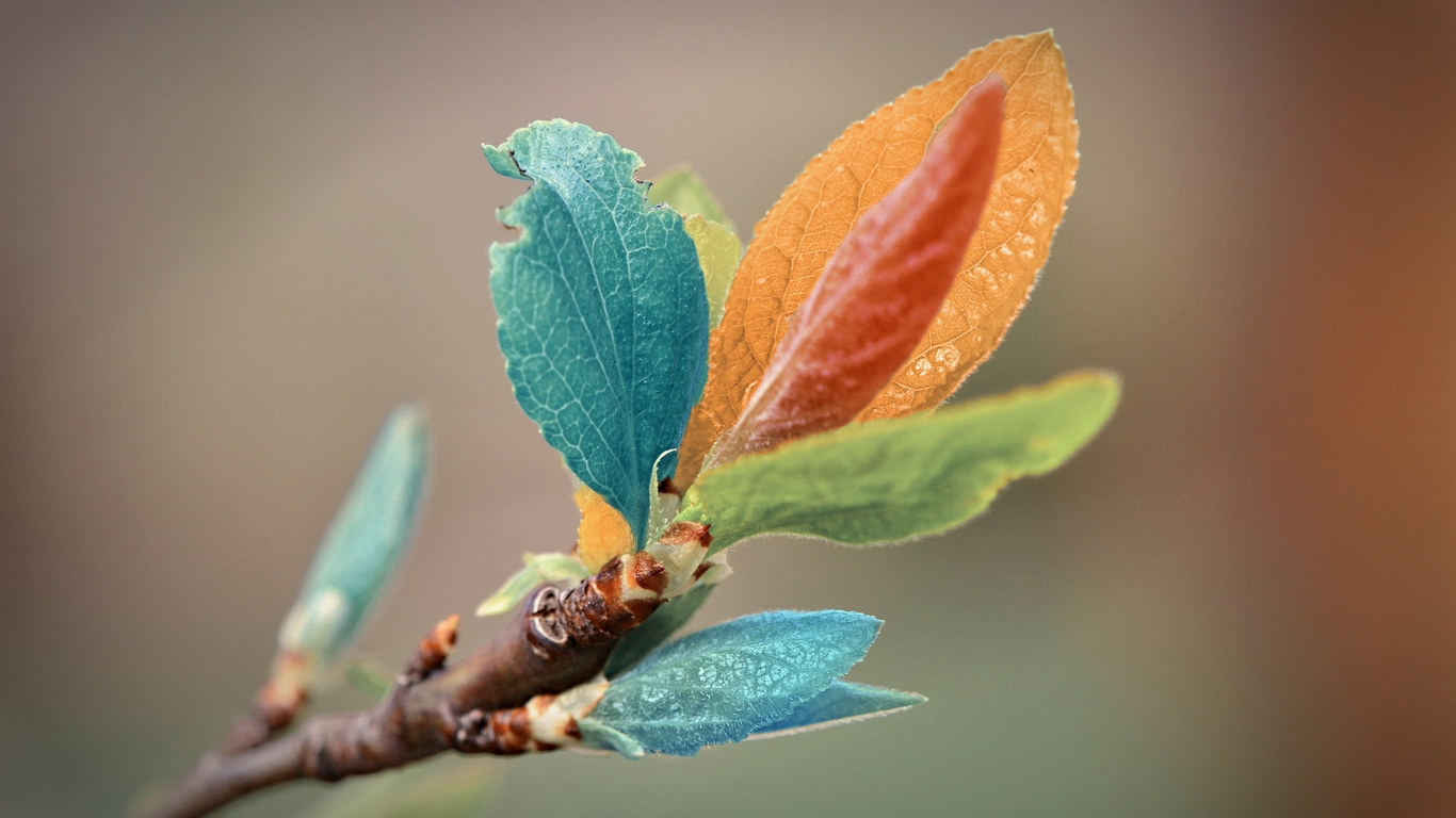 Image: Leaves, multicolored, branch, blue, green, orange, red, color, blur