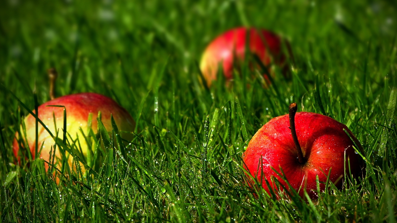 Картинка: Яблоки, трава, капли, роса