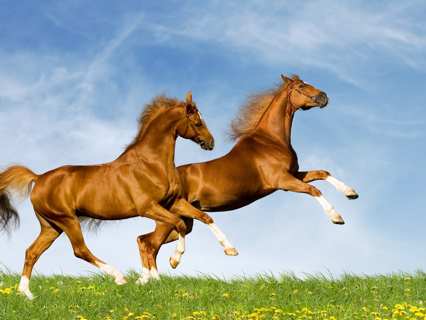 Image: Horses, pair, couple, sparkle, hooves, grass, dandelion, green, sky, clouds, spring, summer