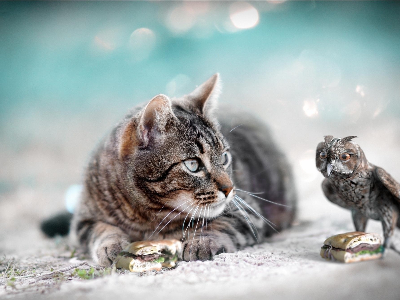 Image: Cat, muzzle, look, owl