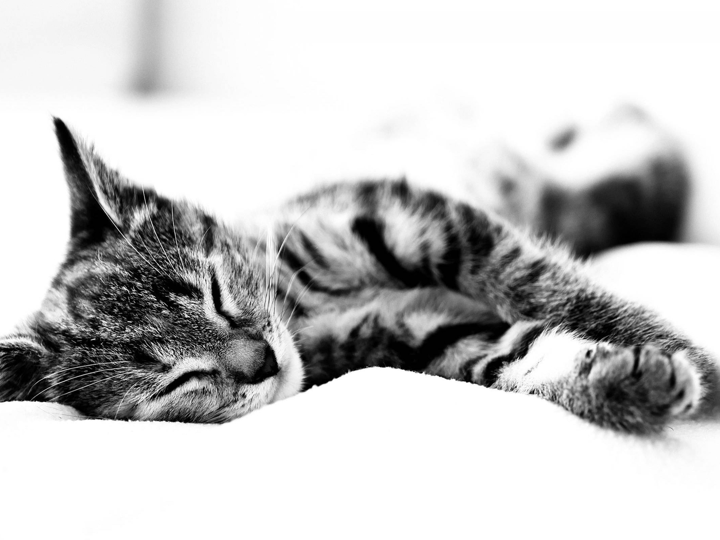Картинка: Котик, полосы, спит, уши, лапы, шерсть, лежит