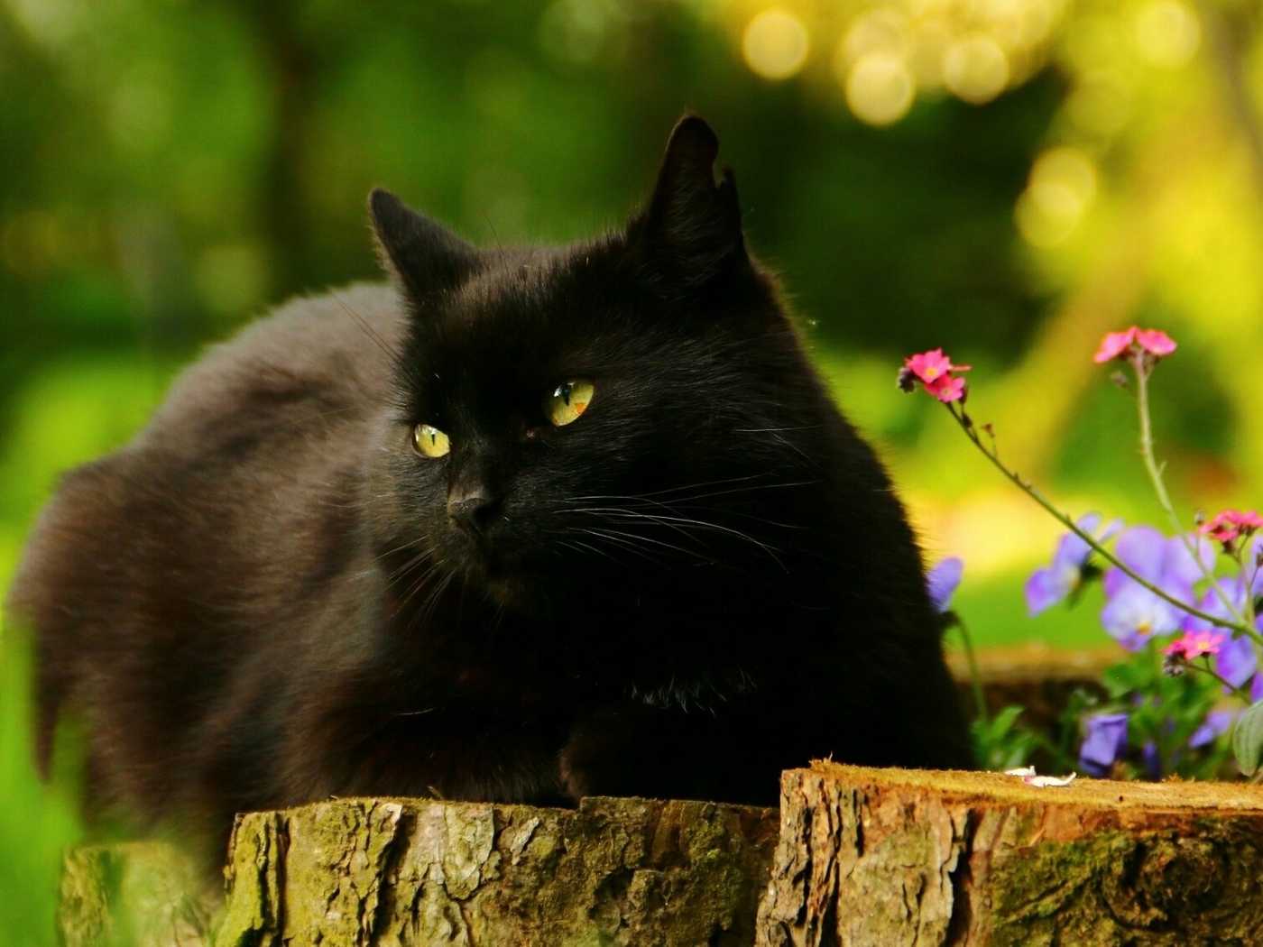 Картинка: Кот, кошка, чёрный, лежит, глаза, уши, пень, цветы, лето, день, солнечный, размытость