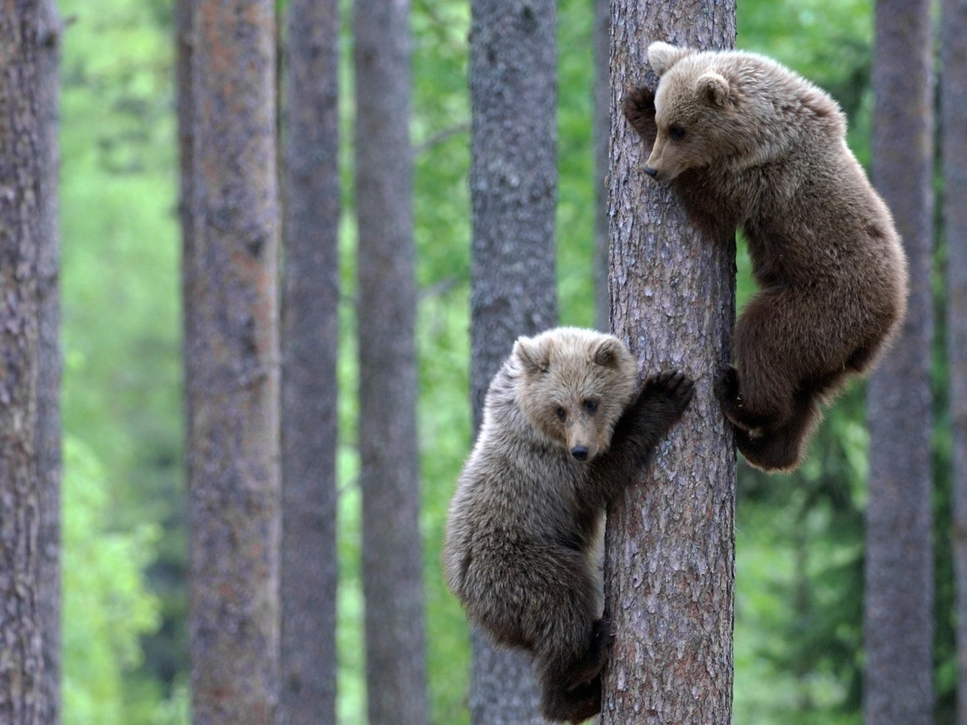 Image: Bears, two, forest, trees
