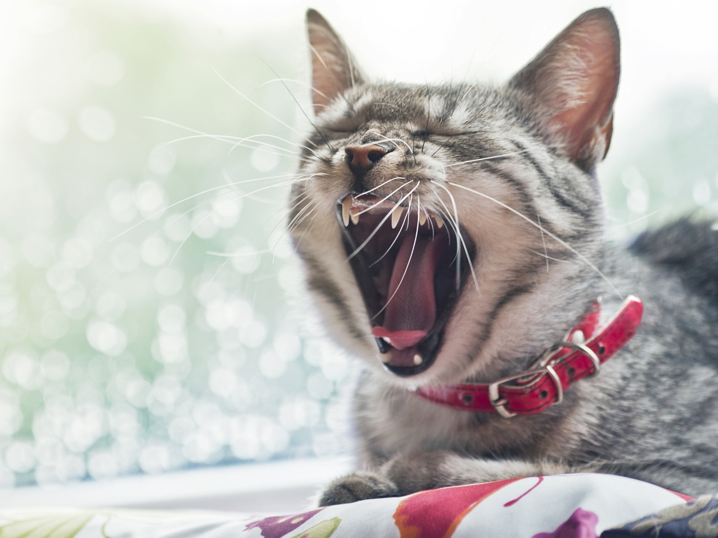 Image: Cat, snout, yawns, collar