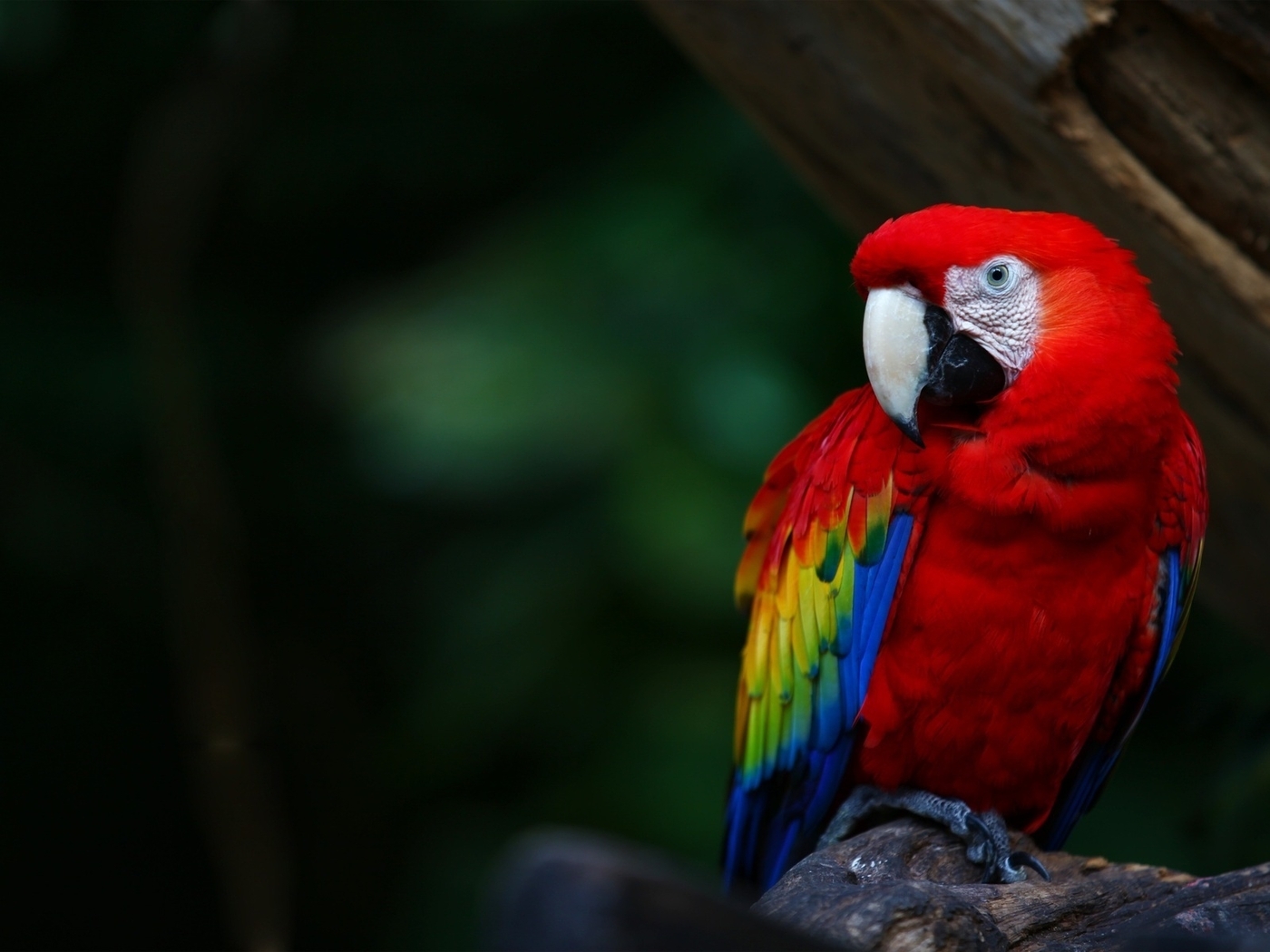Image: Bird, parrot, red, tail, feathers, beak, sitting