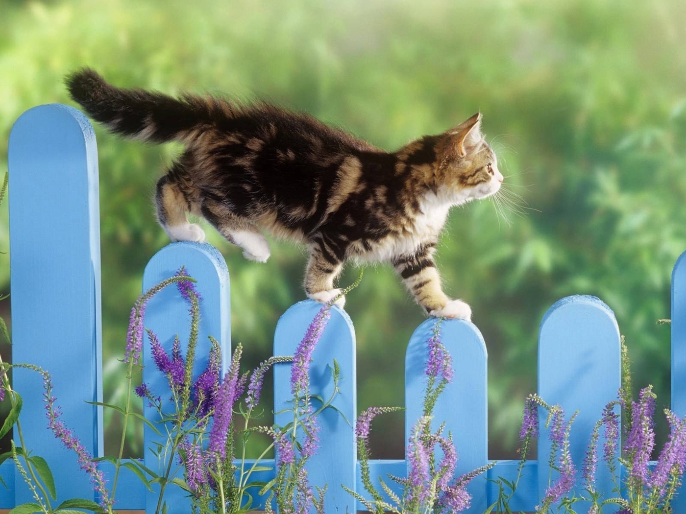 Image: Kitten, paws, wool, fence, plants, grass, goes