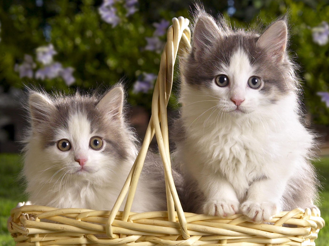 Image: Kittens, fluffy, look, cart, sit