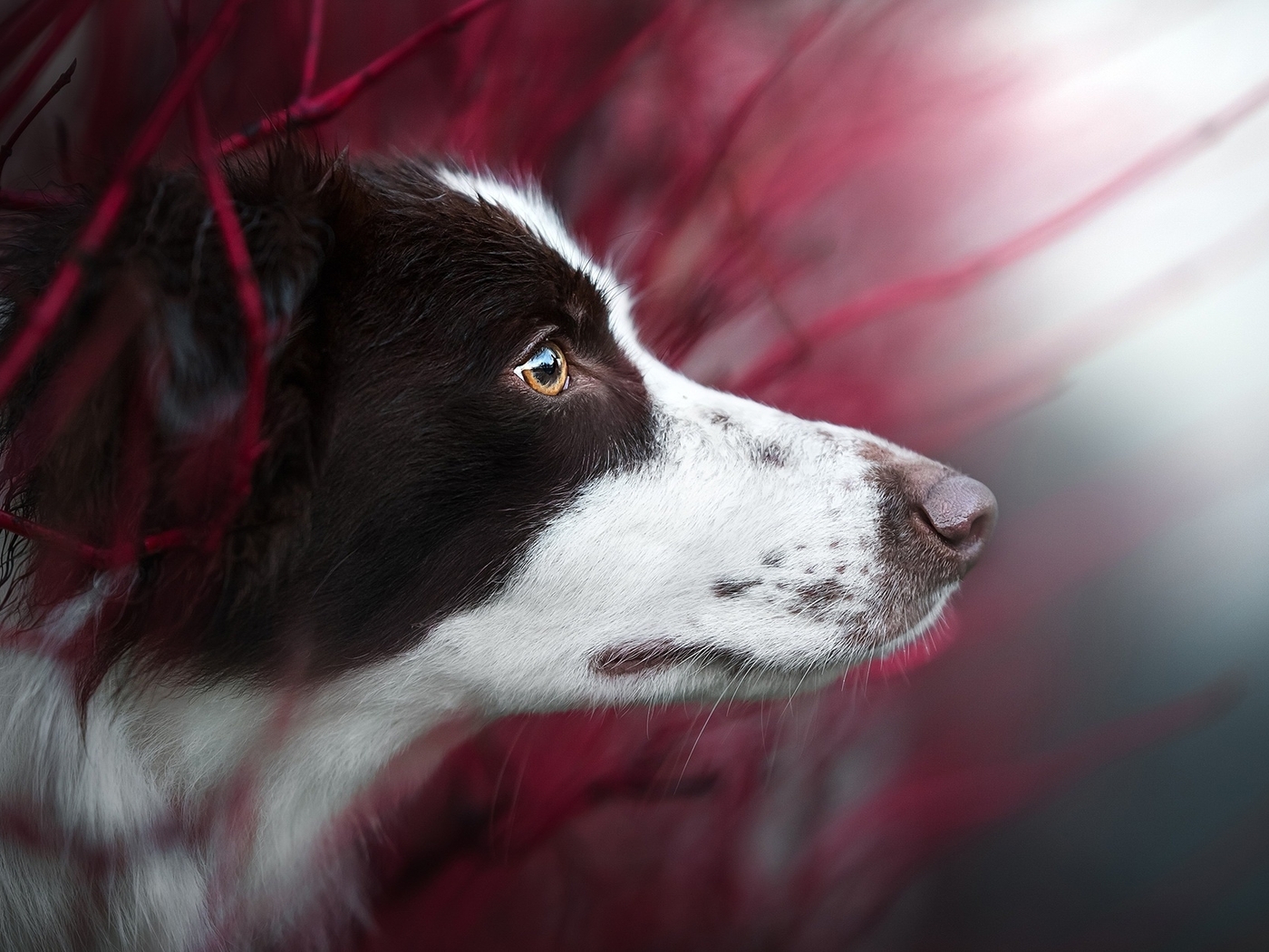 Image: Dog, border collie, breed, snout, watching, blurred background