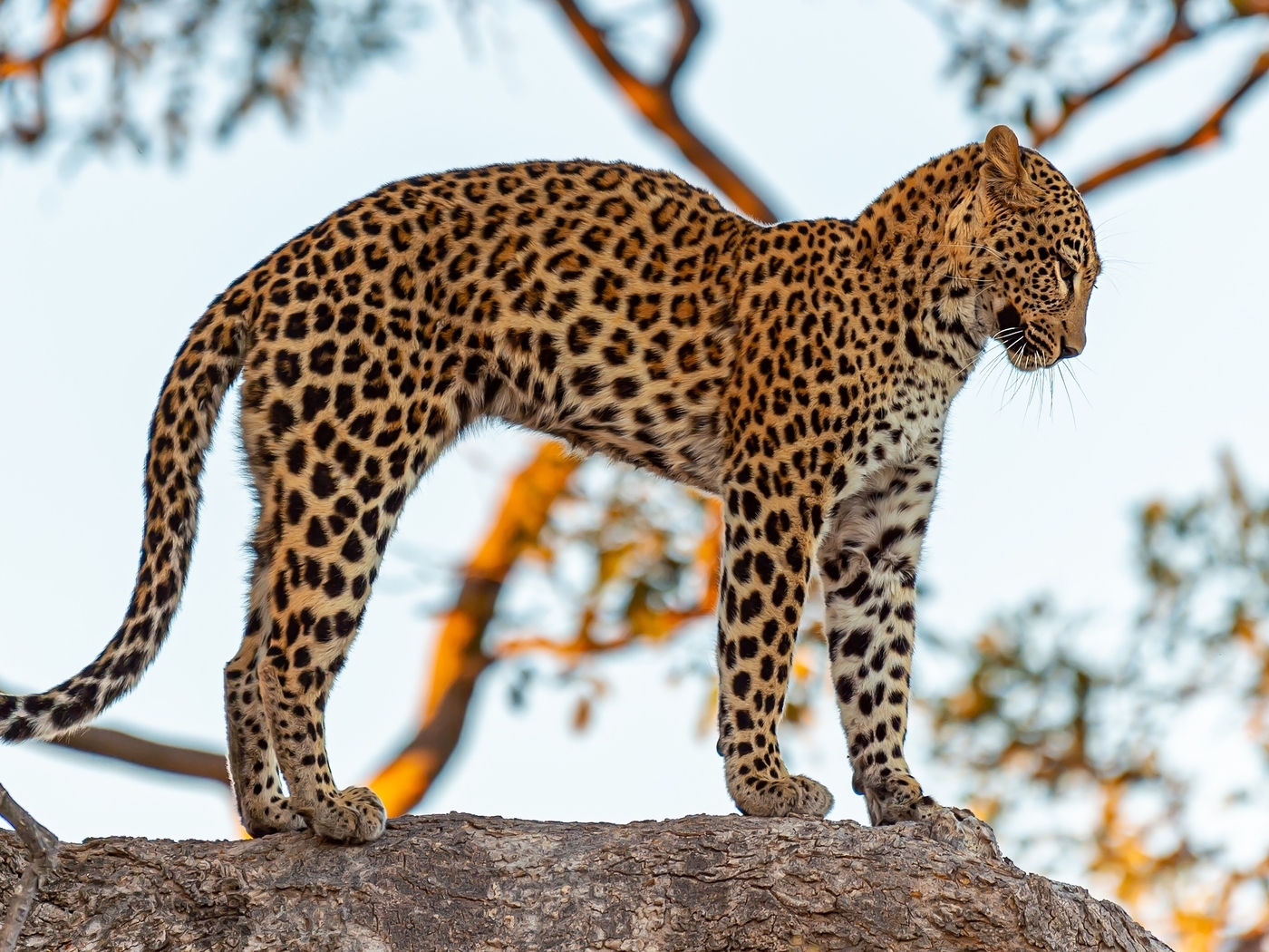Image: Leopard, cat, predator, tree, trunk, stands, pose