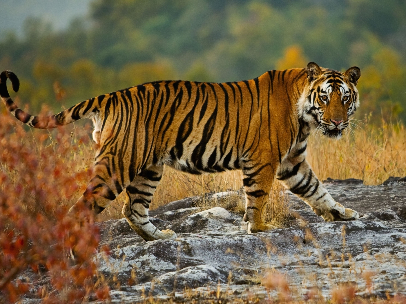 Картинка: Тигр, хищник, полосы, территория