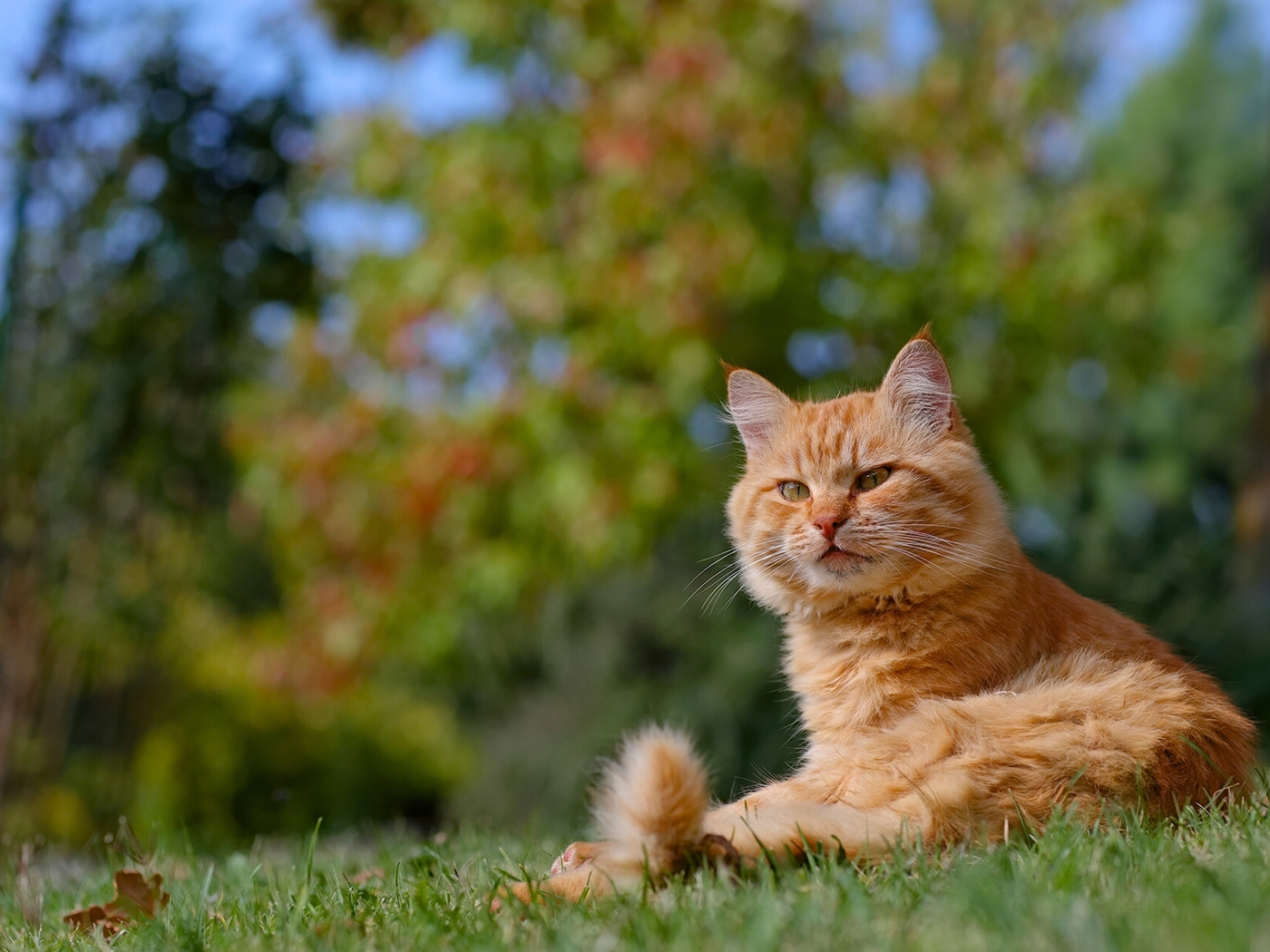 Картинка: Кот, рыжий, морда, лежит, трава, солнце, отдых