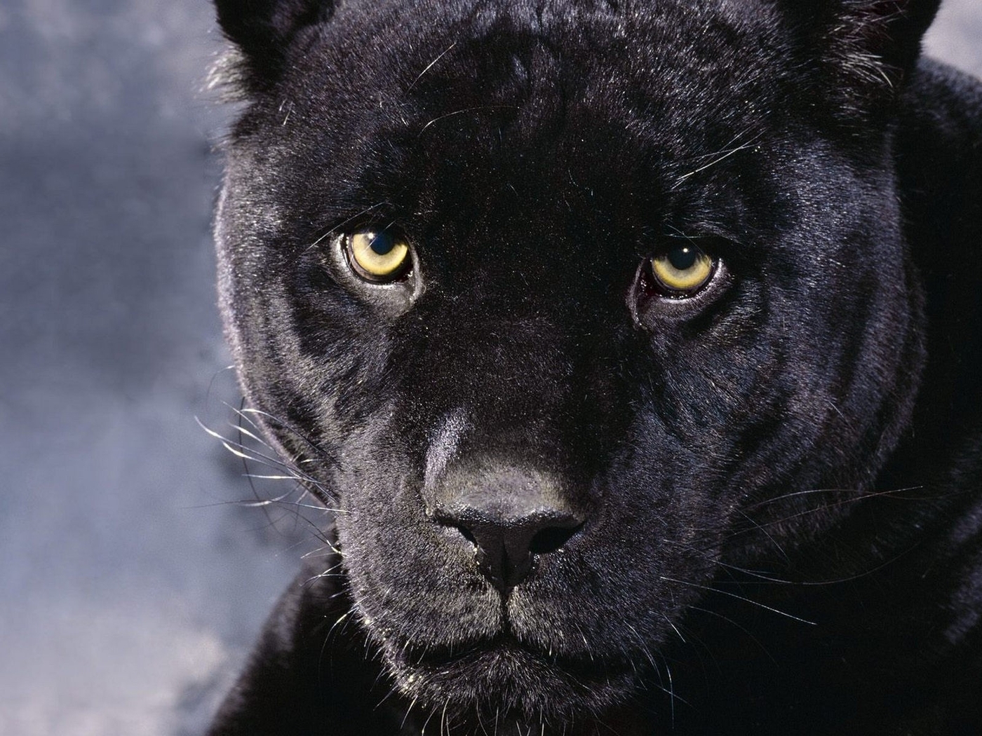 Картинка: Взгляд, пантера, чёрная, морда, глаза, хищник