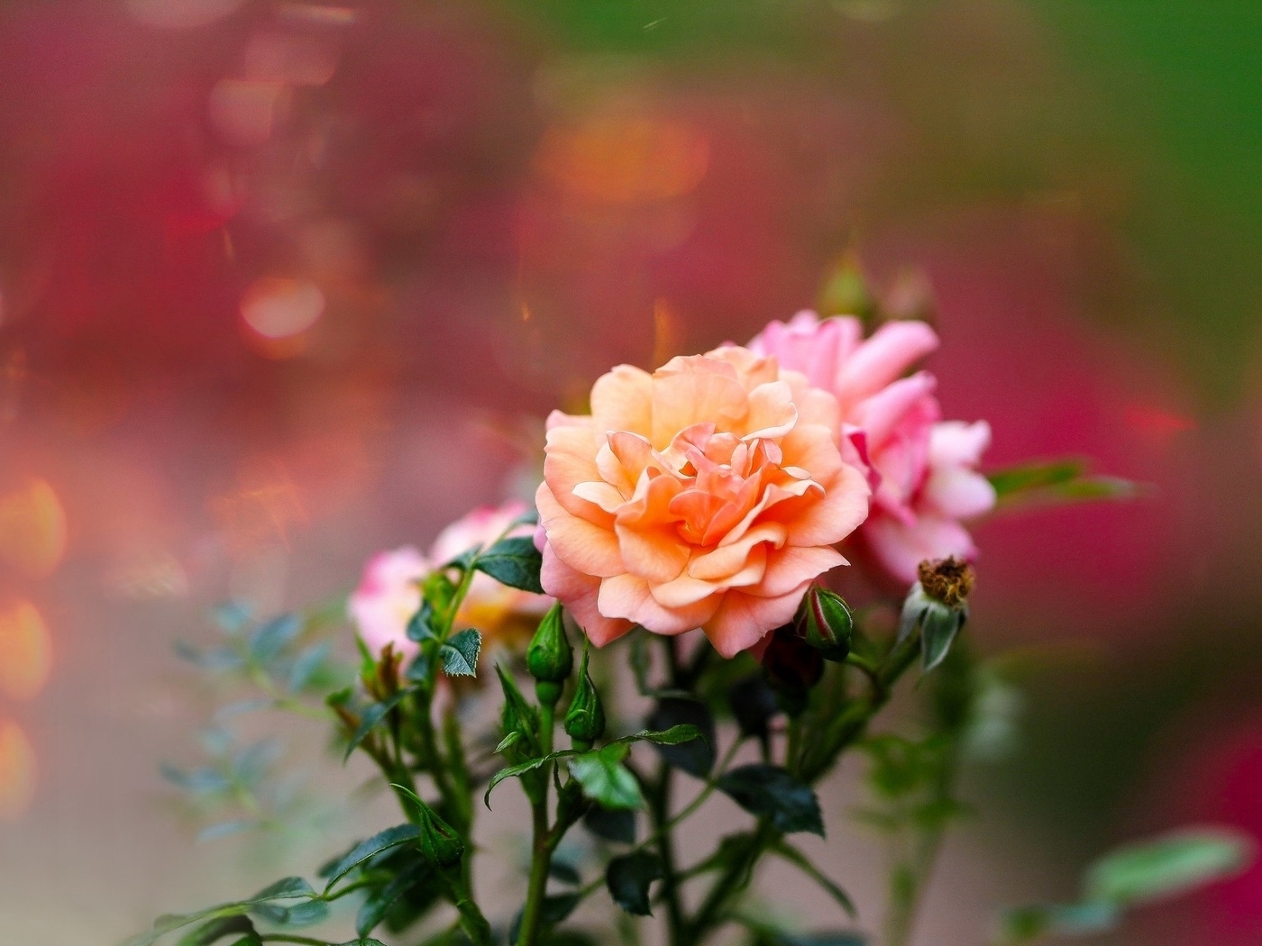 Image: Roses, flowers, beautiful, blurred background